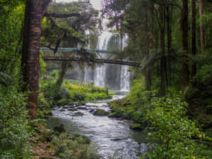 Whangarei Fallsand Footbridge New Zealand Wallpaper