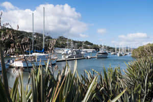 Whangarei Marina New Zealand Wallpaper