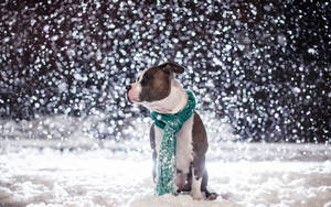 What Kind Of Cold Weather Is This When You Have To Wear A Scarf? Wallpaper