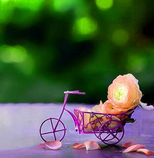 Whatsapp Dp Rose Bicycle Cart Wallpaper