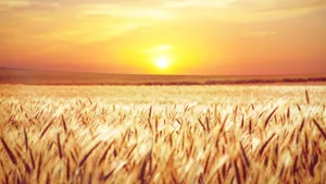 Wheat Field Under Orange And Yellow Sky Wallpaper