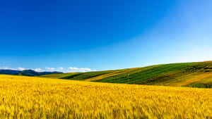 Wheat Harvest At Sunset Wallpaper