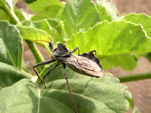 Wheel Bug On Green Leaf Wallpaper