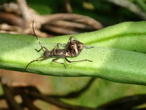 Wheel Bug On Green Stem Wallpaper