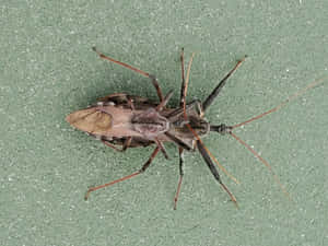 Wheel Bug On Green Surface.jpg Wallpaper