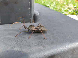 Wheel Bug On Grey Surface Wallpaper