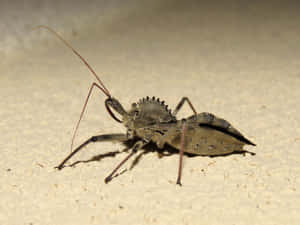 Wheel Bug On Surface Wallpaper