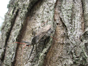 Wheel Bug On Tree Bark Wallpaper