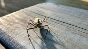 Wheel Bug On Wooden Surface Wallpaper