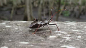 Wheel Bug On Wooden Surface Wallpaper