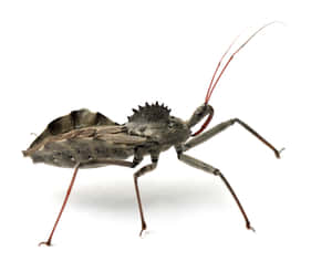 Wheel Bug Profile White Background Wallpaper