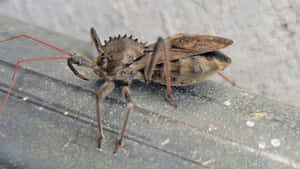 Wheel Bug Up Close.jpg Wallpaper