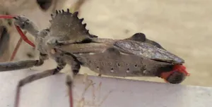 Wheel Bug Up Close.jpg Wallpaper