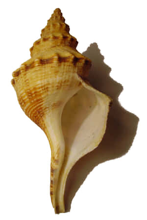 Whelk Shell Side View Wallpaper