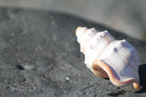 Whelk Shellon Rocky Surface Wallpaper