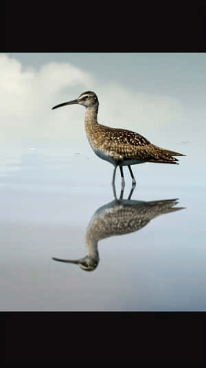 Whimbrel Reflectionin Water Wallpaper