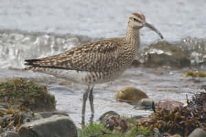 Whimbrel Shorebird By The Sea Wallpaper