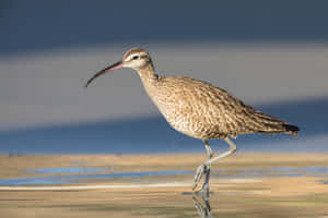 Whimbrel Wading Bird Reflection Wallpaper