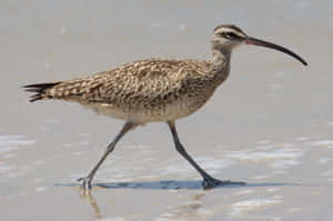 Whimbrel Wading Shorebird Wallpaper