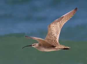 Whimbrelin Flight Wallpaper