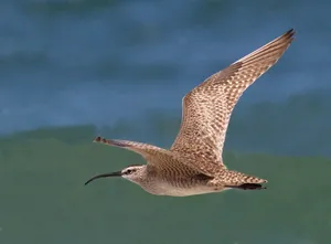 Whimbrelin Flight Wallpaper