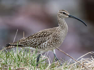 Whimbrelin Grassland Habitat Wallpaper