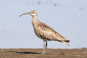 Whimbrelin Natural Habitat.jpg Wallpaper