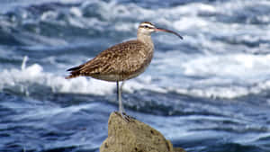 Whimbrelon Coastal Rock Wallpaper