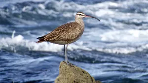 Whimbrelon Coastal Rock Wallpaper