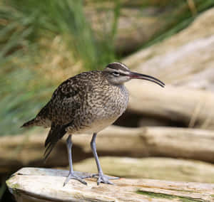 Whimbrelon Driftwood Wallpaper