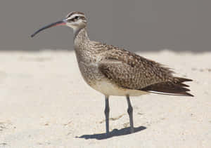 Whimbrelon Sandy Beach Wallpaper