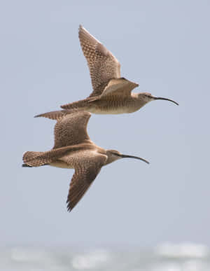 Whimbrelsin Flight Wallpaper