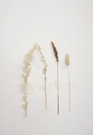 White Aesthetic Dried Flowers Wallpaper