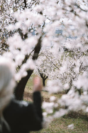 White Almond Natural Flower Orchard Wallpaper