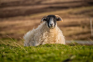 White And Beige Sheep Wallpaper