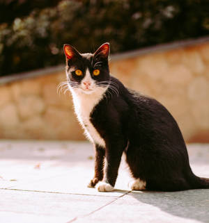 White And Black Cat Sidewalk Wallpaper