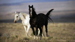 White And Black Horses Wallpaper