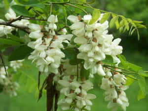 White And Pink Flowers Of The Black Locust Tree Wallpaper