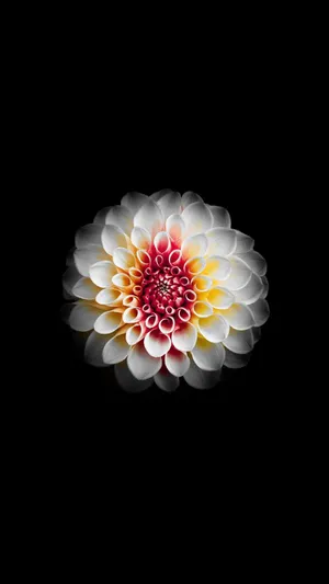 White And Red Dahlia Flower Apple Wallpaper