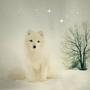 White Baby Fox Wallpaper