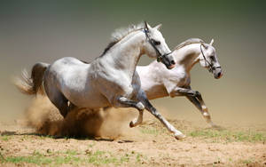 White Beautiful Horses Racing Intensely Wallpaper