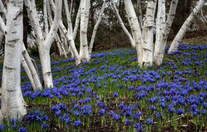 White Birch Tree Bluebell Flowers Wallpaper