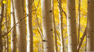 White Birch Tree Trunks Fall Wallpaper