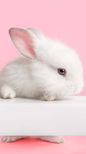 White Bunny Pink Background Wallpaper