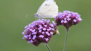 White Butterflyand Beeon Purple Flowers Wallpaper