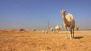 White Camels In Desert Wallpaper