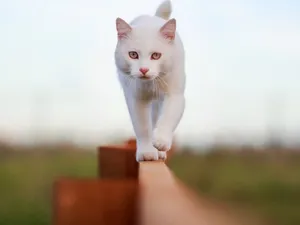 White Cat Balancingon Fence Wallpaper