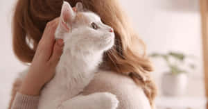 White Cat Being Pettedby Woman Wallpaper