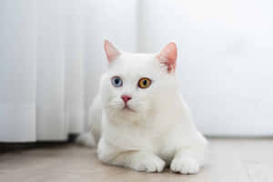 White Cat Blueand Gold Eyes Wallpaper