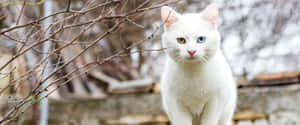 White Cat Blueand Green Eyes Outdoor Wallpaper